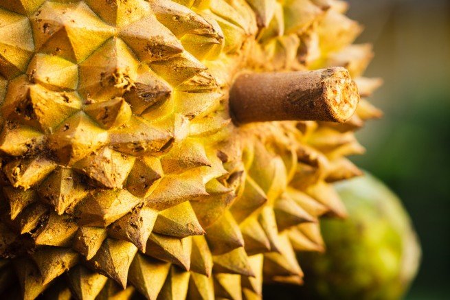 durian yetirtiği yerler, durian nerede üretilir